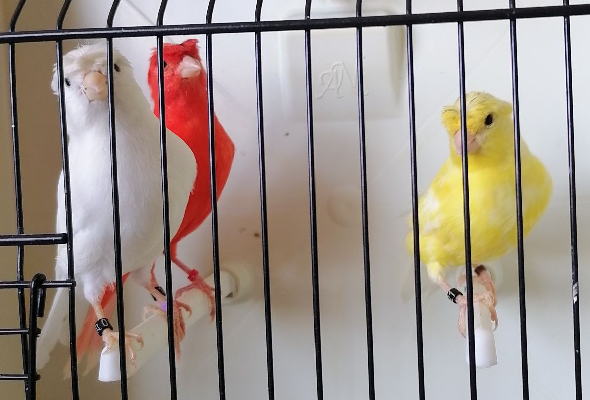 Canários poupa alemão e canários sem poupa.