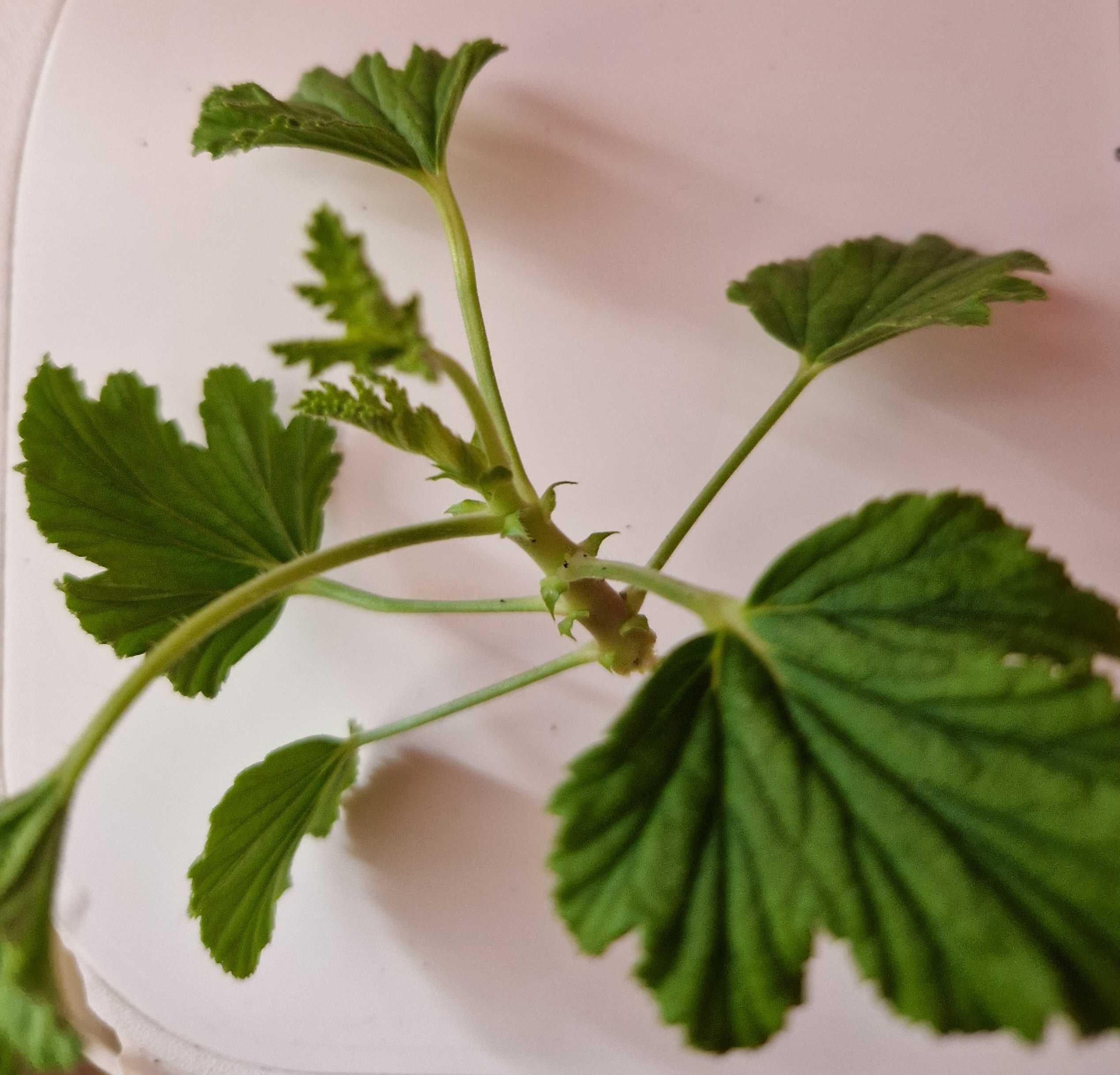 Geranium orange fizz 'anginka’ (pelargonium graveolens)