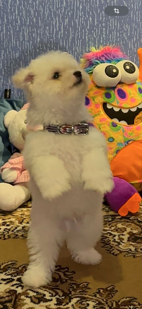 Бішон Фрізе Bichon Frise