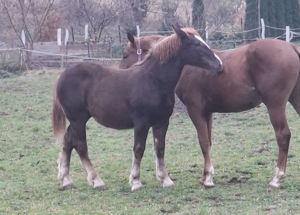 Źróbka zimnokrwista