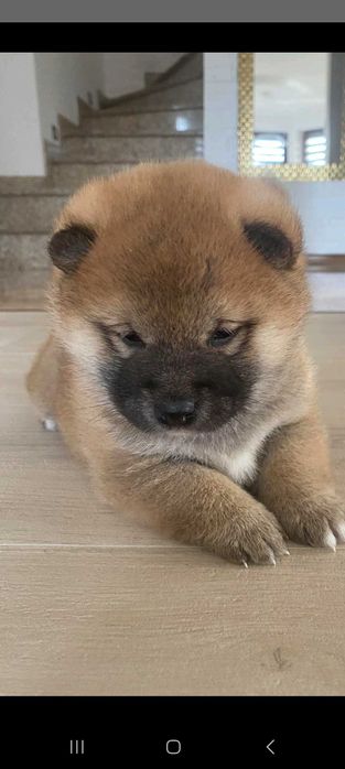 Shiba inu  - szczeniak