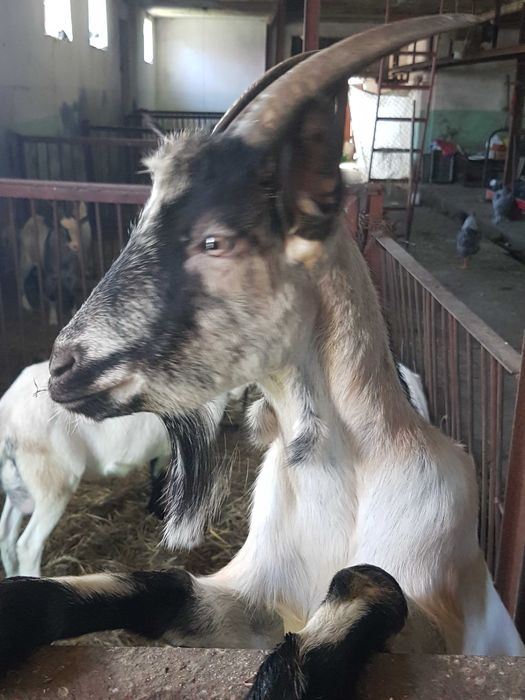 Kozy mleczne  z mlekiem lub gotowe do pokrycia