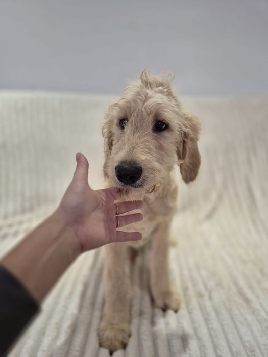 Goldendoodle f1 standard