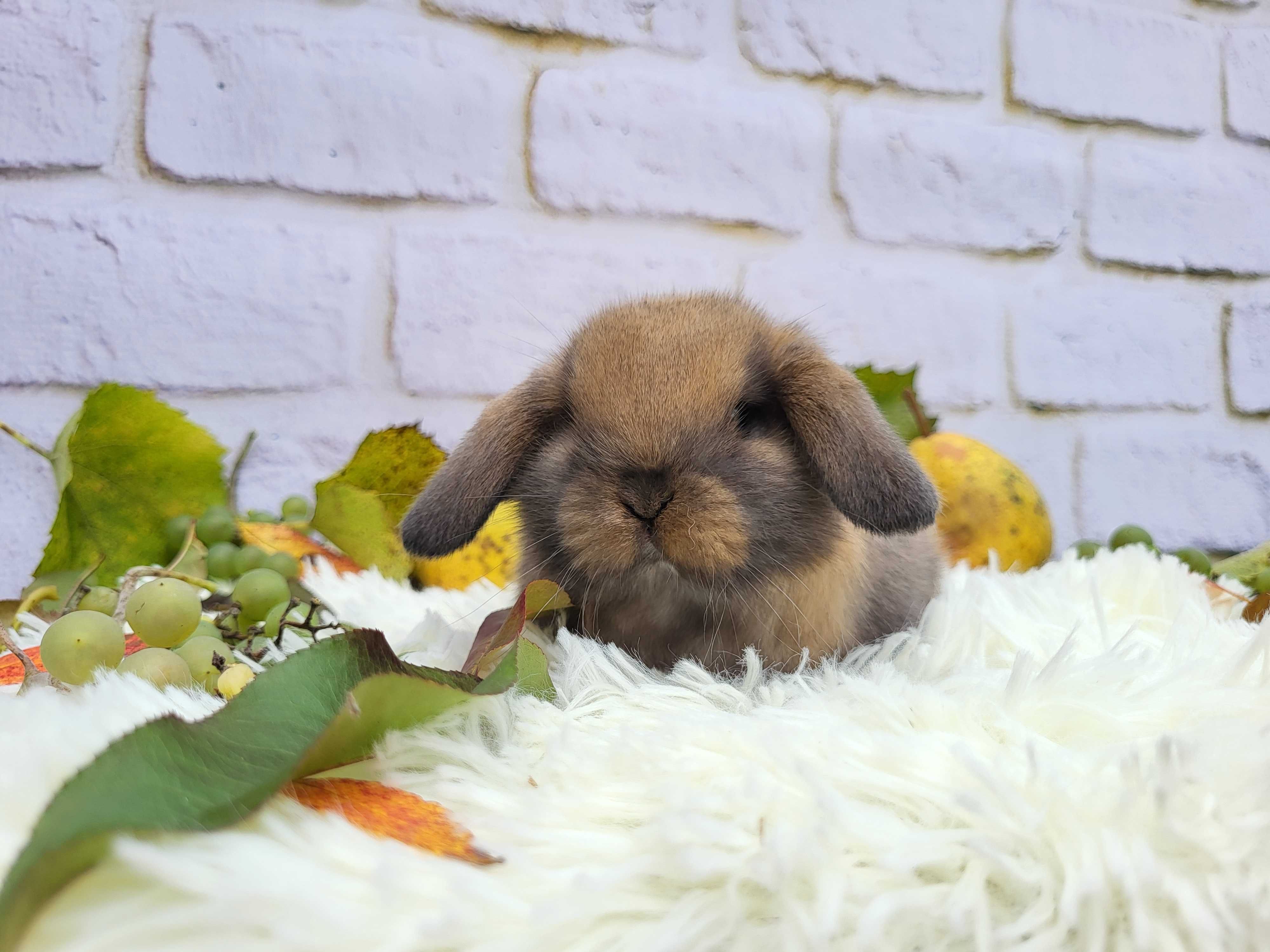 Mini Lop, piękne króliczki domowe.