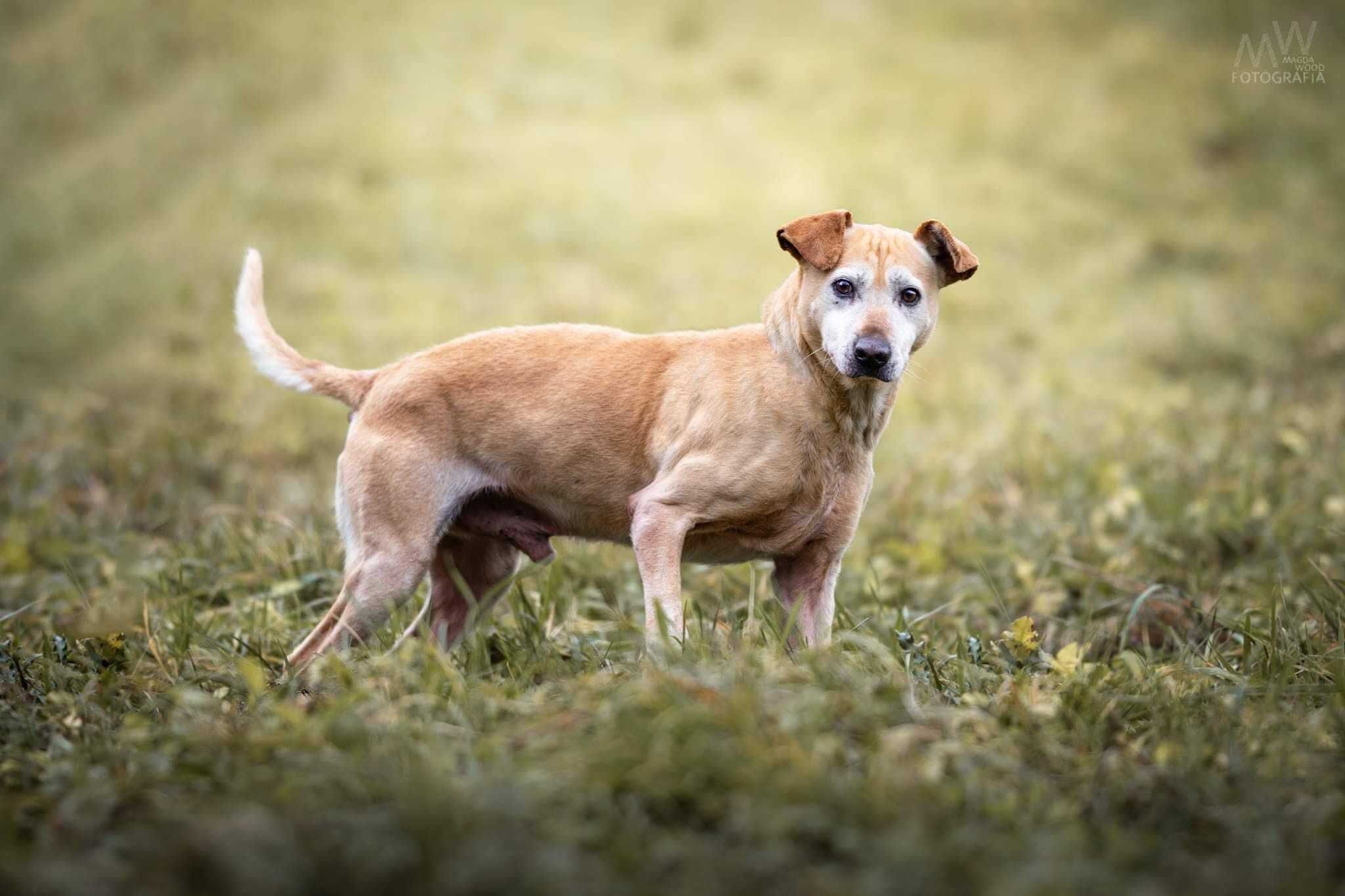 ADOPTUJ REKSIA - zrównoważony pies w średnim wieku szuka DOMU!