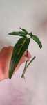 Sadzonki motlled mojito, minima, brasil, scindapsus,