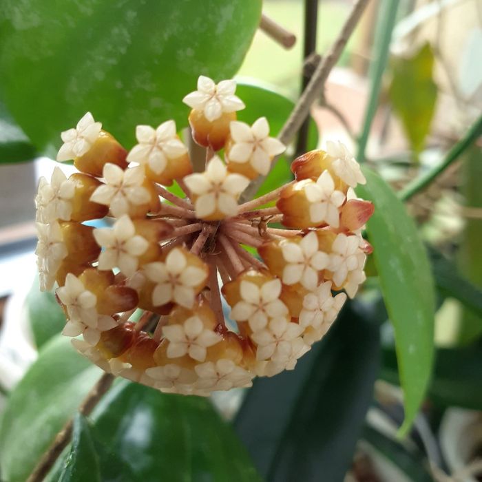 Hoya sp. Chicken Farm