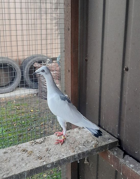 Gołębie ozdobne srebrniaki sercowe serki