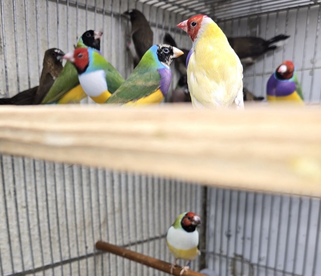 Diamantes gold aves lindas