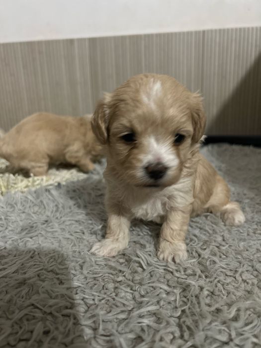 Maltipoo urocza sunia do rezerwacji