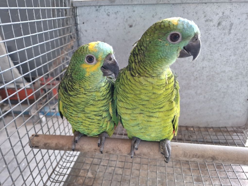 Papagaios  amazonas aestiva aestiva