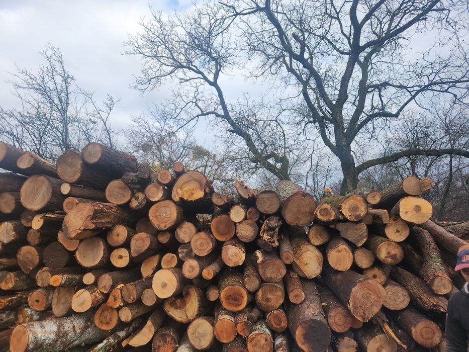 Дрова Сухі твердої породи