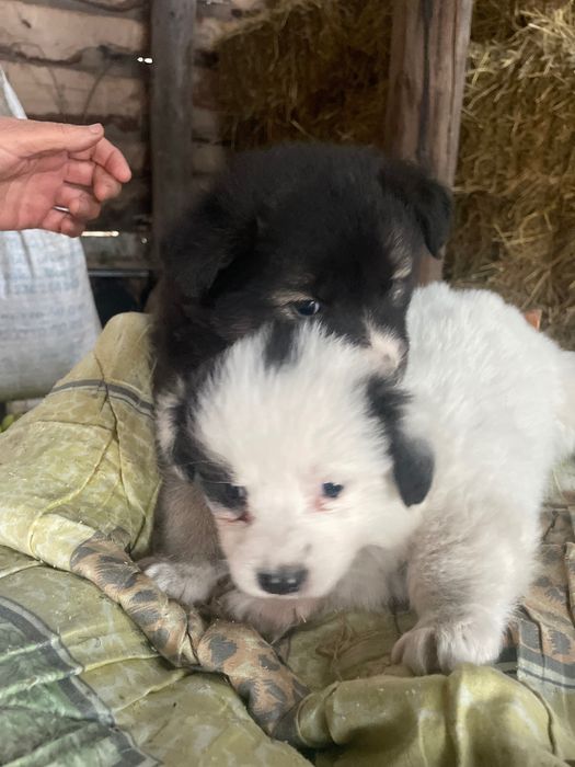 Цуценята в добрі руки.