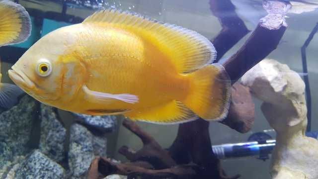 Pielęgnica pawiooka odmiana LEMON - Astronotus - dowóz, wysyłka