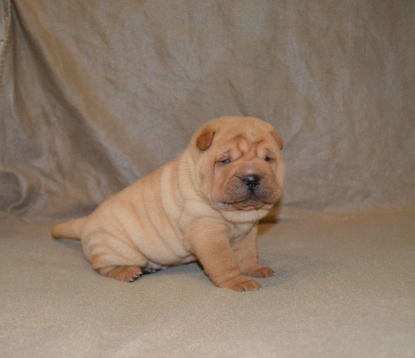 Szczenię Shar pei FCI