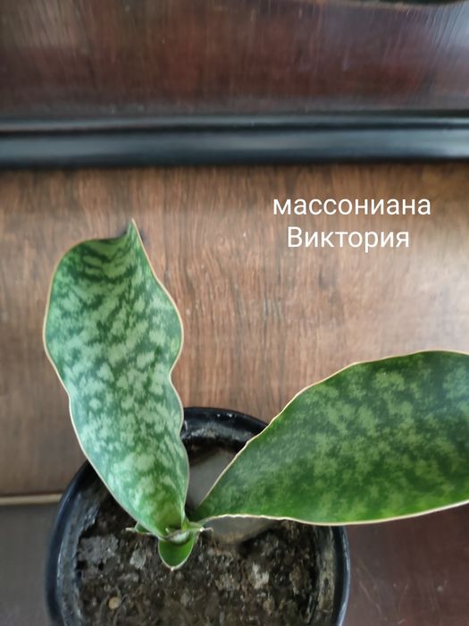 Сансевиерии сортовые. . .