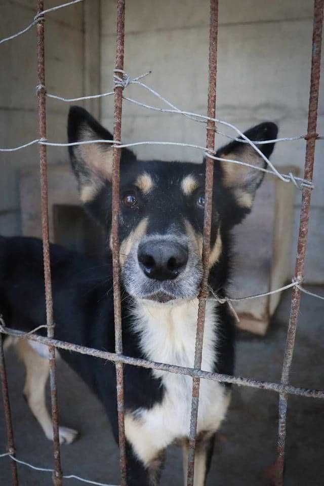 ZAMKNIĘCIE SCHRONISKA - pilna adopcja - ASTRO - czas do 30.11.23