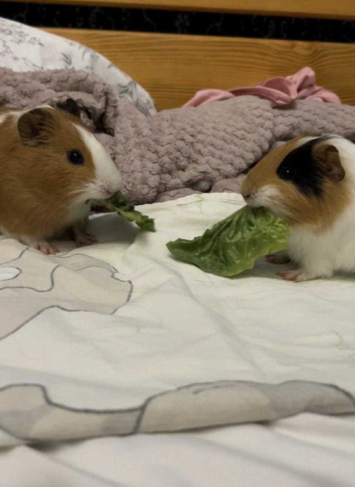 Oddam 2 świnki chłopcy razem z domkiem