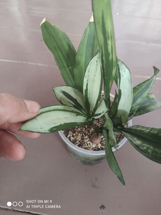 Сансевиерия муншайн бразилиан мутант