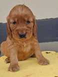 cocker spaniel angielski Suczka  ruda piekna