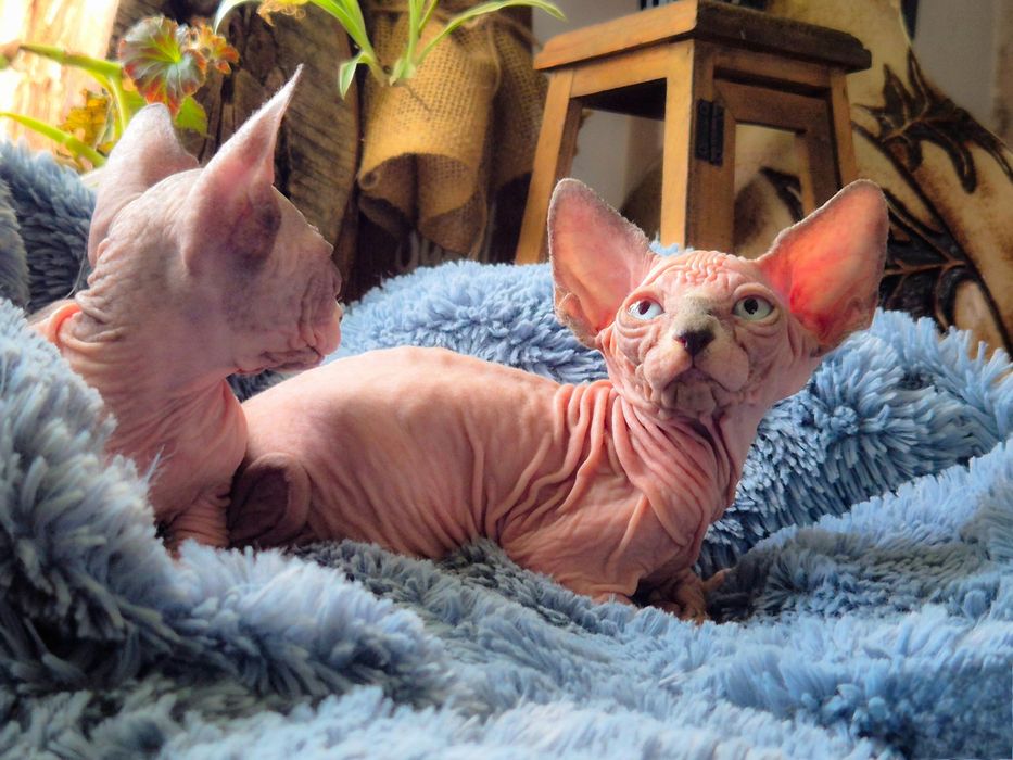 Kotka Sfinks Kanadyjski z rodowodem FPL