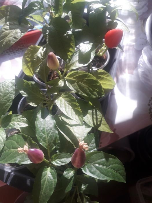 Продам комнатный острый перец.
