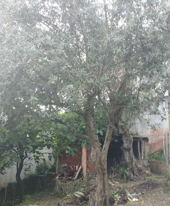 Oliveiras centenárias para jardim - várias disponíveis