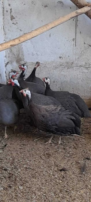 Perus selvagens para venda