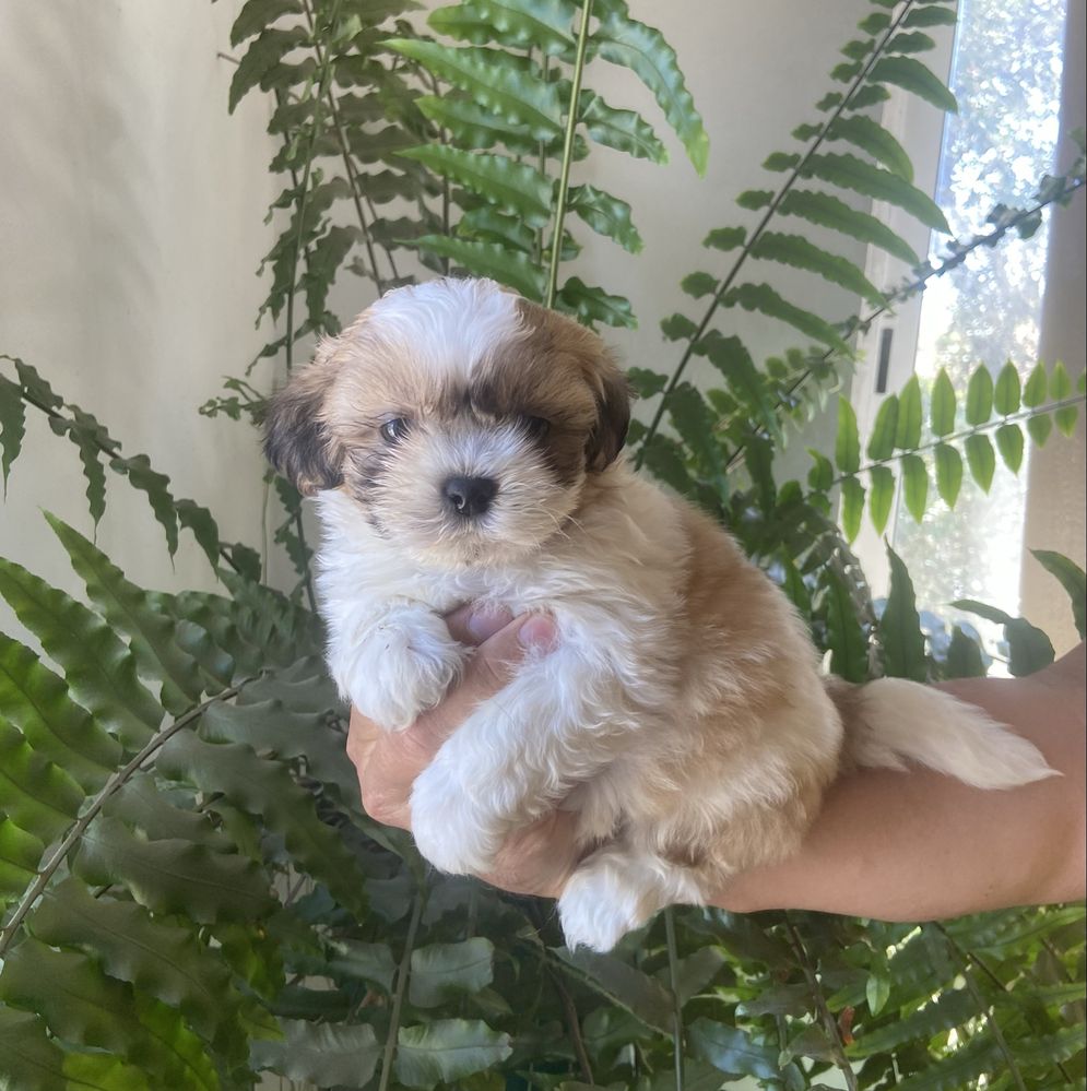 Shih tzu bicolor miniatura