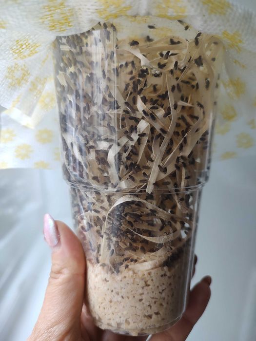 Wysyłka - Muszki owocówki Drosophila Hydei