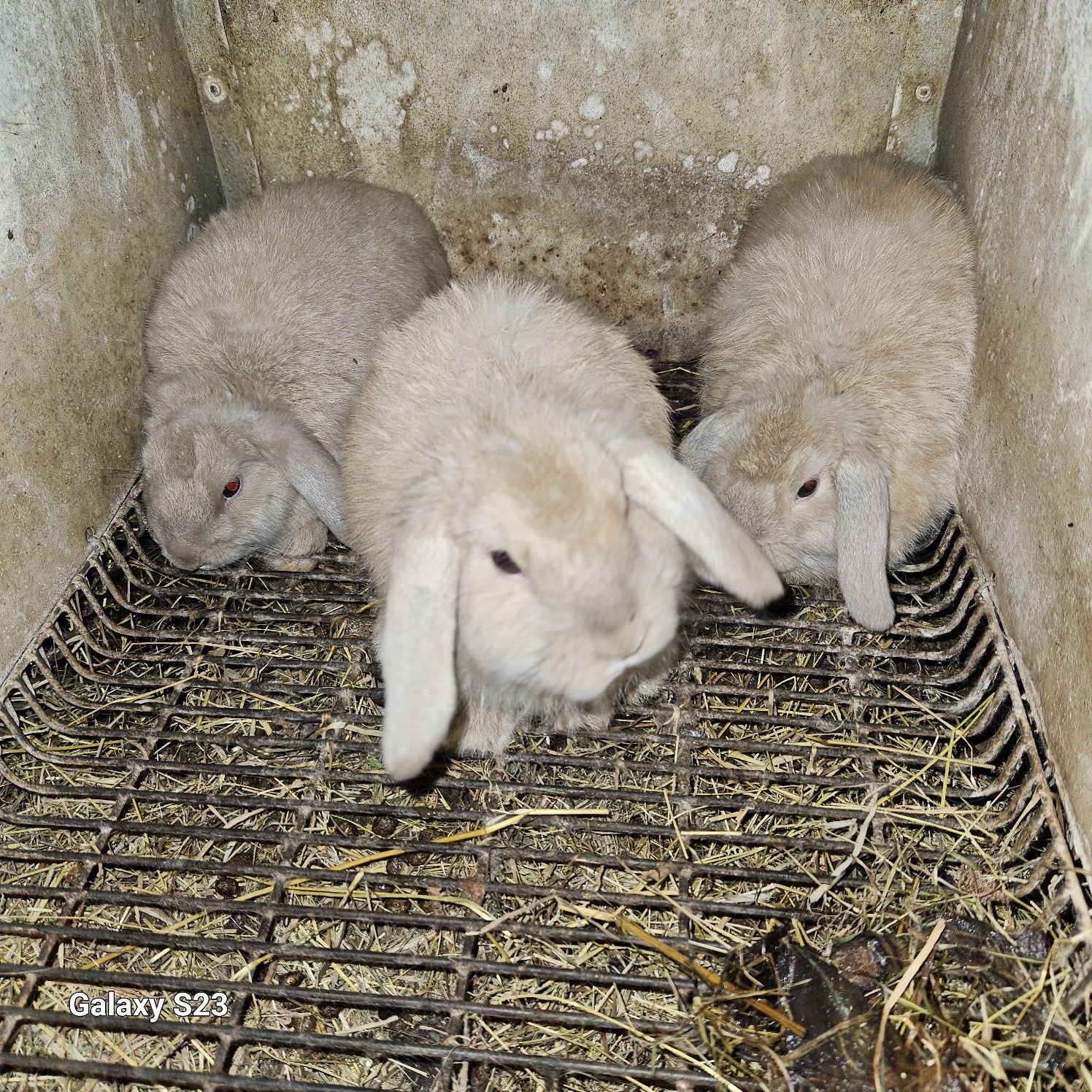 Coelhos anão Belier mini lop)