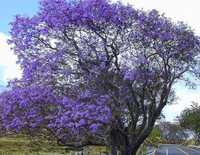 mudas de jacarandá