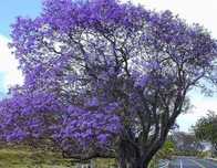 mudas de jacarandá