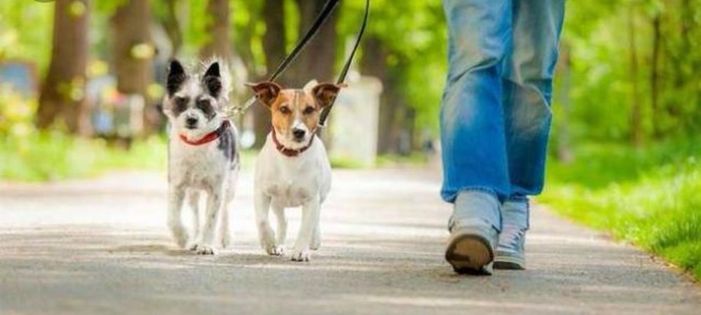 DOGSITTER NORTE Tomo conta dos seus animais/I take care of your animal