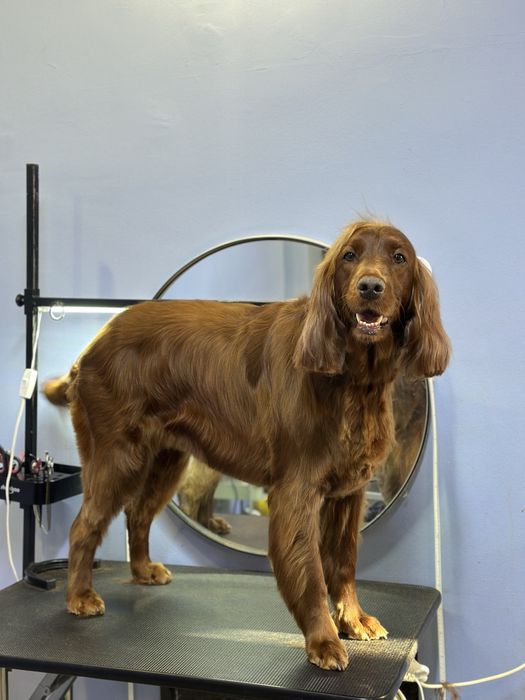 Грумінг, креативний грумінг