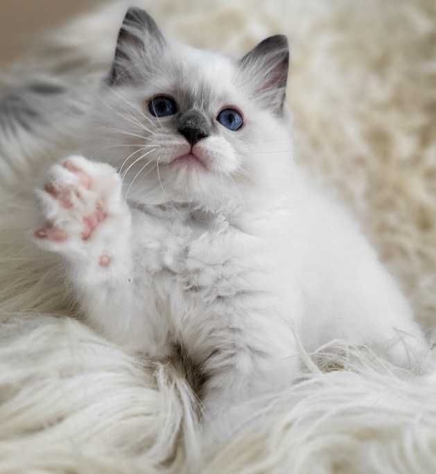 Ragdoll  z rodowodem - odbiór koniec sierpnia:)