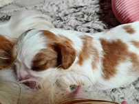 Cavalier King Charles Spaniel ZKwP FCI, badania kpl szczepień WERBENA