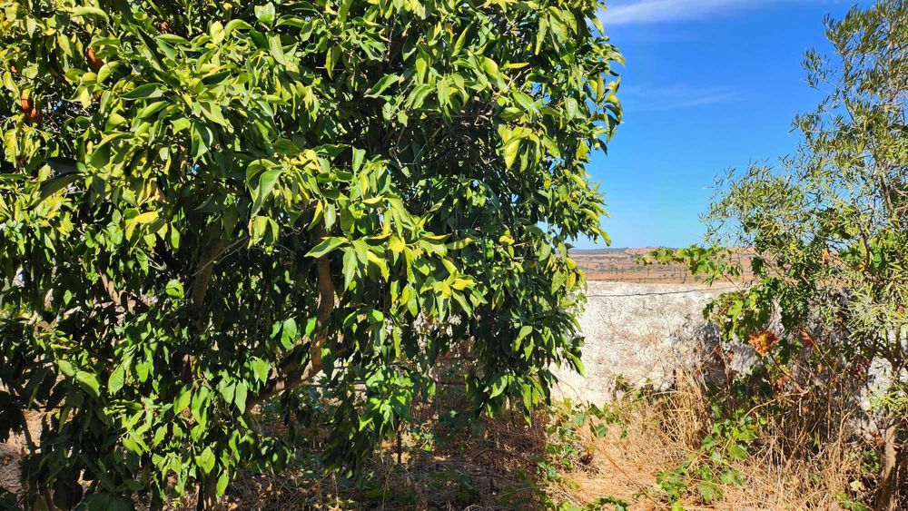 Charmosa vivenda alentejana com quintal e vista