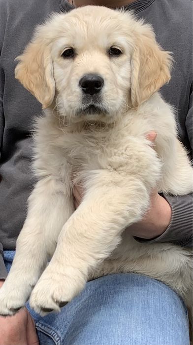 Szczenię Golden Retriever