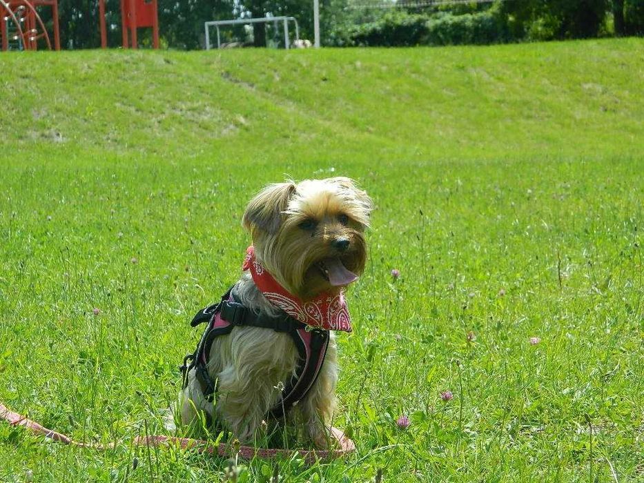 Йорк, дівчинка, стерилізована, є паспорт 1000 грн,  миски іграшки є