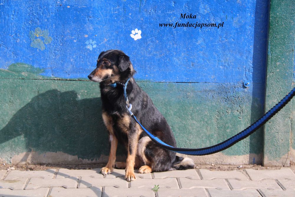 Moka szuka kochającego domu