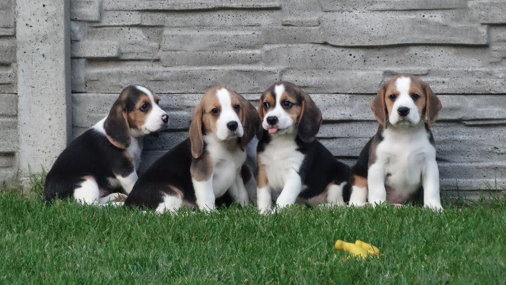 Beagle suczka z rodowodem