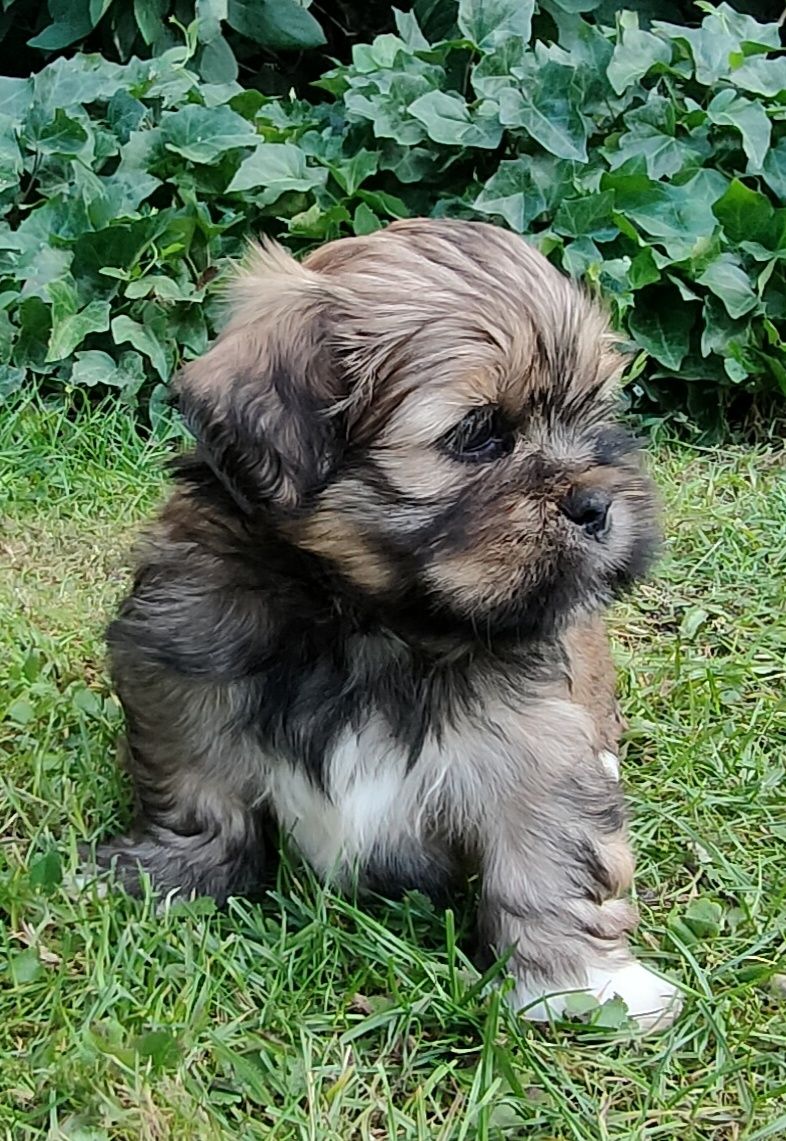 Lhasa Apso FCI /ZKwP