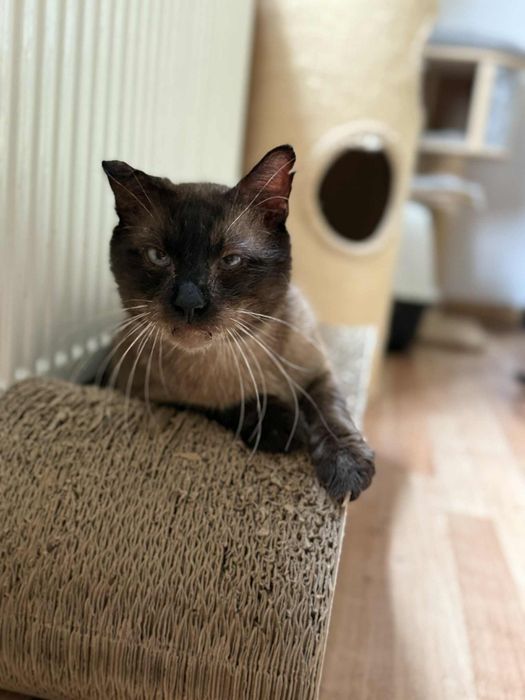 Syjamek piękny przeuroczy kotek w typie kota syjamskiego szuka  domu