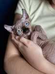 Sfinks Sphinx kanadyjski kocurek