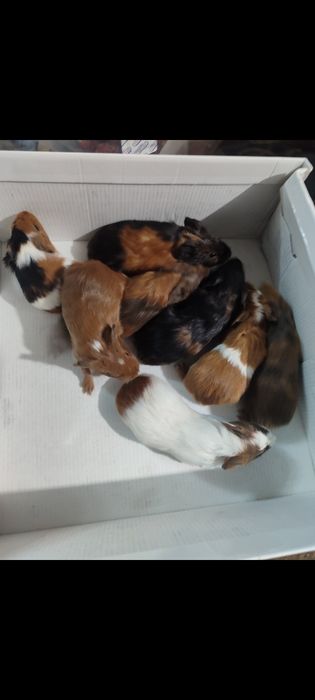 Морские свинки разные породы