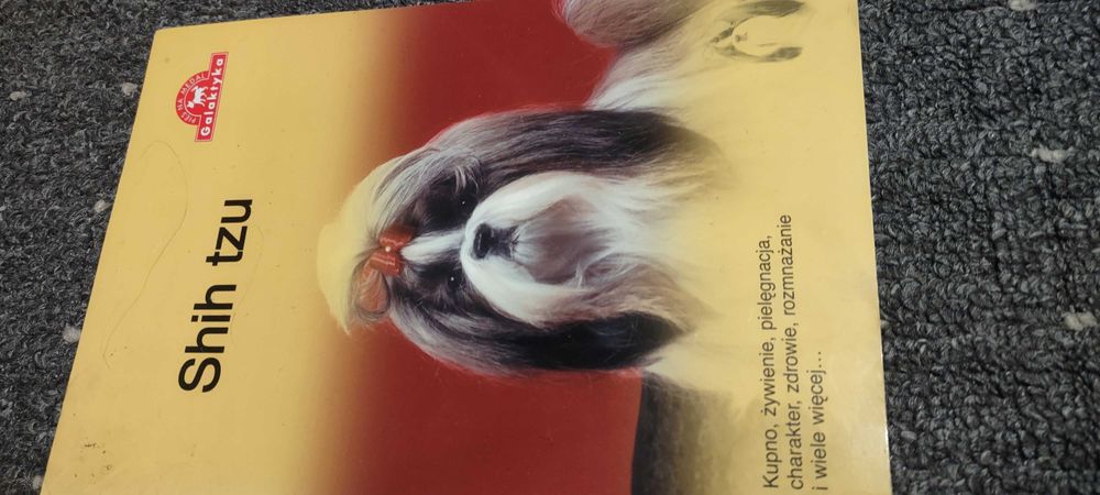 Shih Tzu wiedza w pigułce kompendium informacji i rasie bogate.