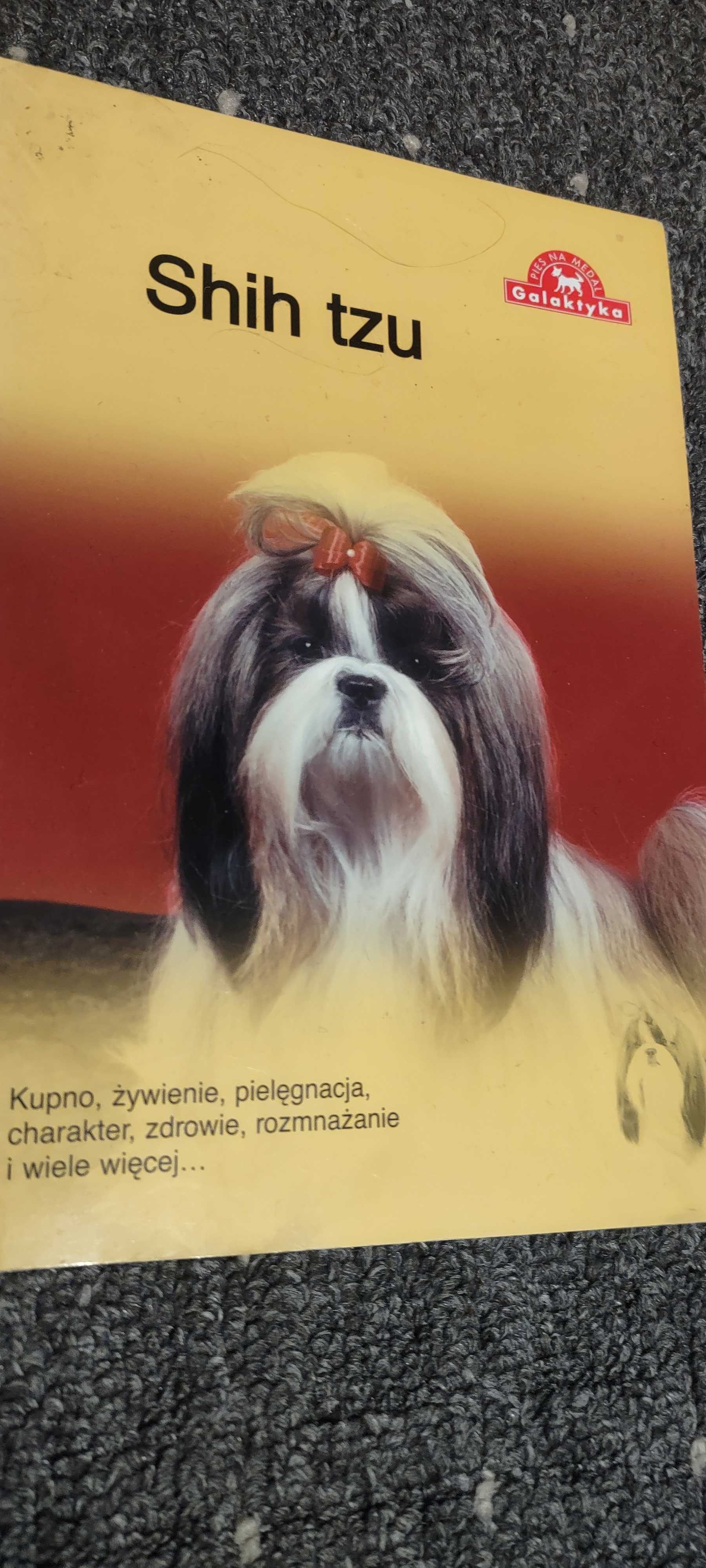 Shih Tzu wiedza w pigułce kompendium informacji i rasie bogate.