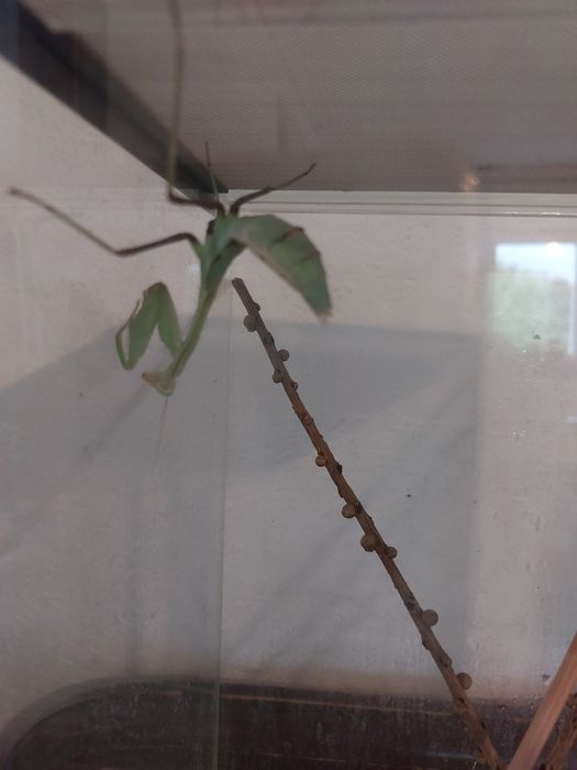 Terrarium z modliszką