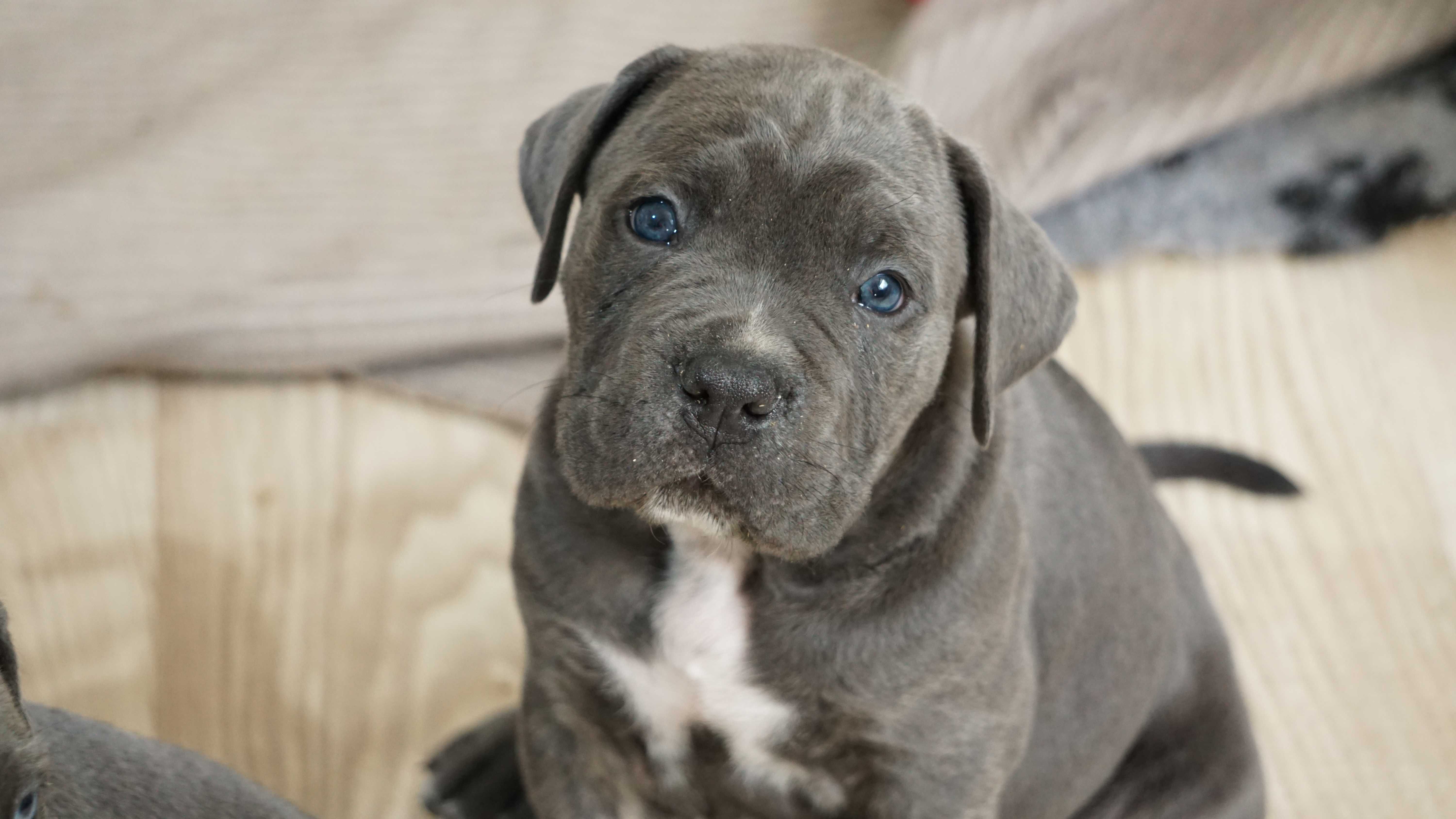 Szary Pręgowany Samiec Cane Corso ZKwP/FCI oddział Wrocław